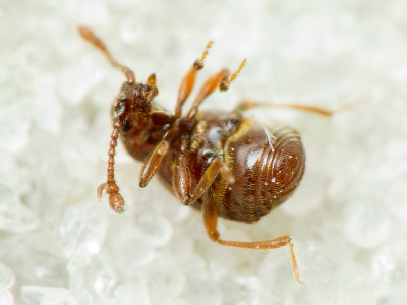 Brachygluta fossulata (Reichenbach, 1816)